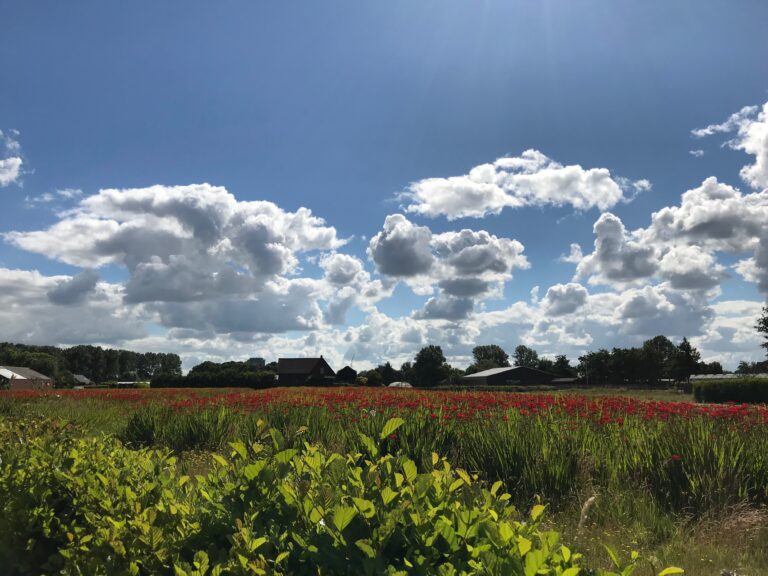 Akker met montbresia's op de Nollen in Beverwijk