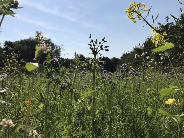 Duinen na inzaaien akkers n.a.v. artikel PWN